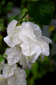 Buganvillea Bianca