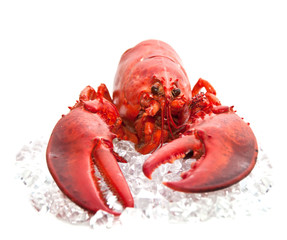 lobster  on Ice isolated on a white background