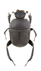 Gymnopleurus geoffroyi
