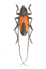 Purpuricenus budensis