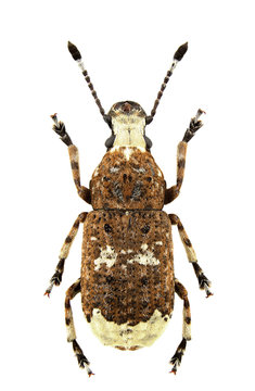 Platystomos albinus female
