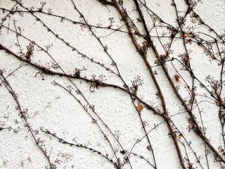 A wall with a dry stalks of plants. Abstract texture.
