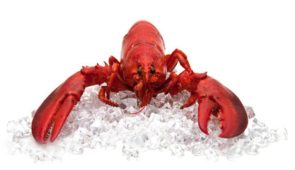 lobster  on Ice isolated on a white background