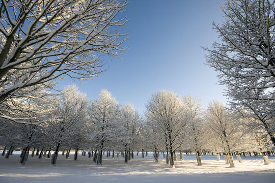 Rows Of Trees In Winter