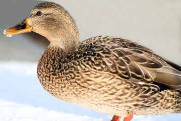 Mallard female standing with snow on her beak
