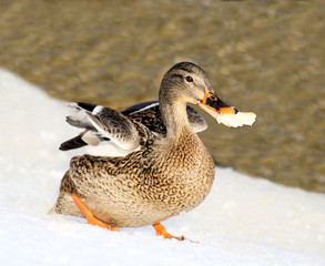 Mallard duck running with a piece of bread in her beak