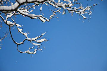 Branch of a tree in the snow