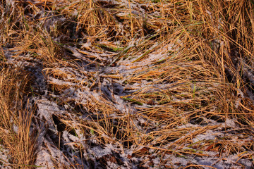 Winterwiese