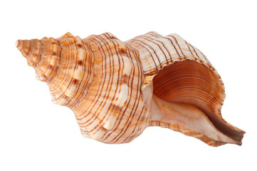 Seashell