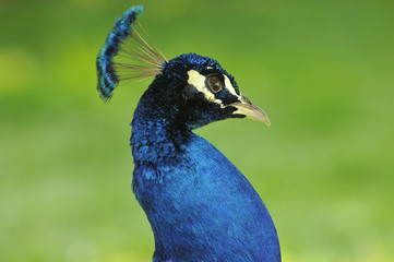 Toupet de Paon bleu