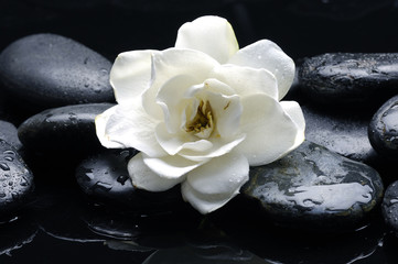 Macro of white flower on pebble