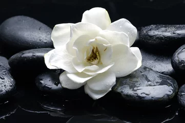 Schilderijen op glas Macro of white flower on pebble © Mee Ting
