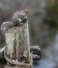 Ground Squirrel Perched atop a Chopped Tree Trunk