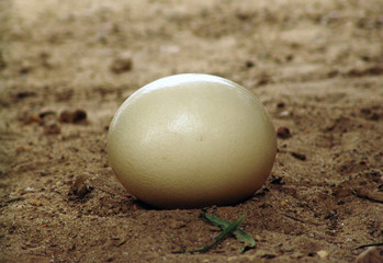 Ostrich egg