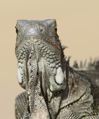 Green Iguana (Iguana iguana) - Bonaire, Netherlands Antilles