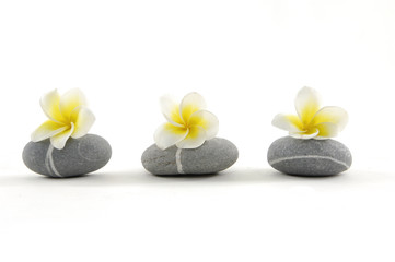 row of frangiapani flower on stone