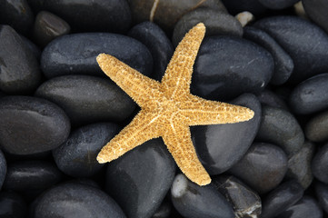 Fototapeta na wymiar Starfish with stones background
