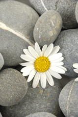 Fototapeta na wymiar daisy with natural stones