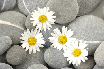 Fototapeta na wymiar stokrotka kwiaty na naturalnych kamieni w paski
