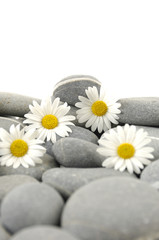 Fototapeta na wymiar daisy flowers on black stone background showing health