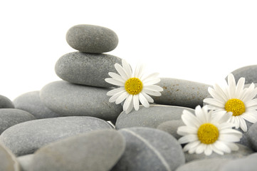 Fototapeta na wymiar pebbles stack with white daisy