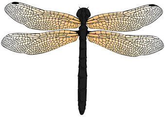 dragonfly