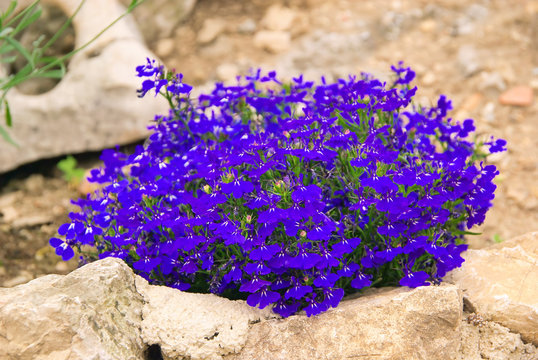 M&auml;nnertreu - Garden Lobelia 03