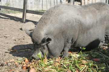 Giant pig eating