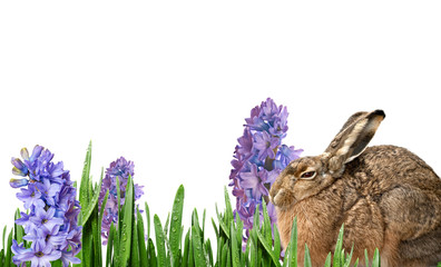 easter rabbit and spring flowers isolated