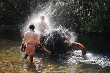 Indian elephant playing in the river - obrazy, fototapety, plakaty