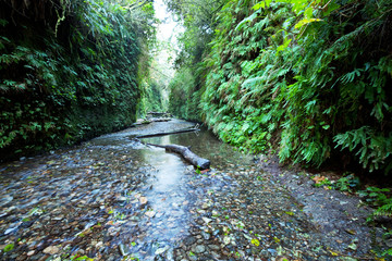 Fern canyon