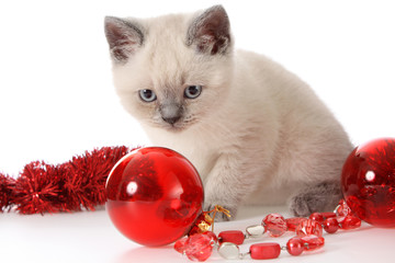 kitten with red New Year's toys.