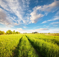 Fototapeta premium Meadow