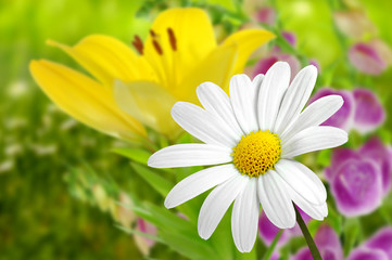 Blumen 185