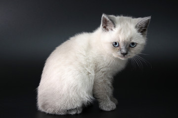 British thoroughbred kitten.