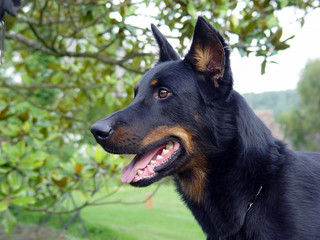 Beauceron (Berger de Beauce)