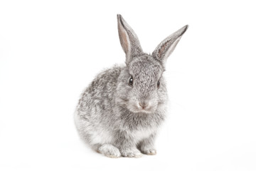 Adorable cute rabbit sit on white background