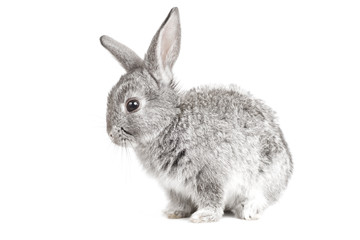 Adorable cute rabbit sit on white background