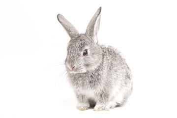 Adorable cute rabbit sit on white background