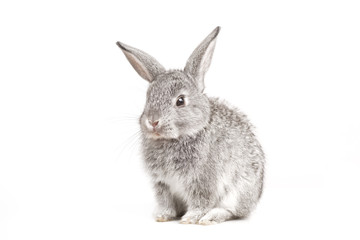 Adorable cute rabbit sit on white background