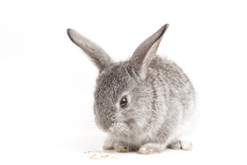 Adorable cute rabbit sit on white background