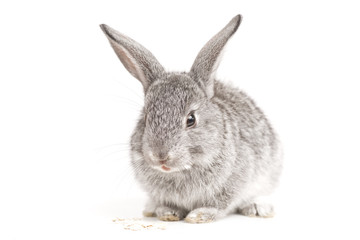 Adorable cute rabbit sit on white background
