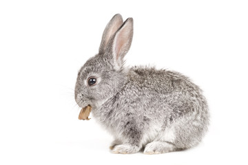 Adorable cute rabbit sit on white background