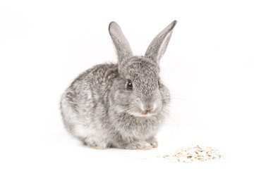 Adorable cute rabbit sit on white background
