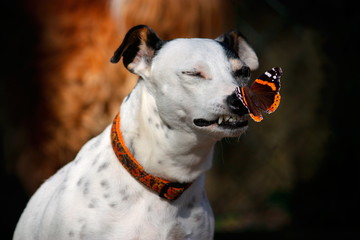 Hund mit Schmetterlihg auf der Nase