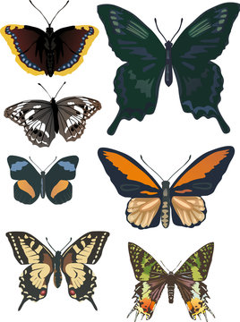 set of seven different butterflies