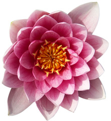 Fototapeta premium fleur de nénuphar