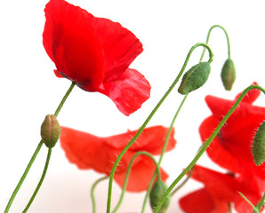 des coquelicots