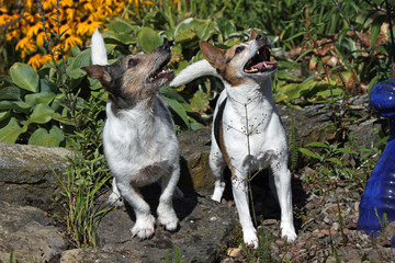 Jack Russell Terrier