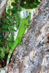 Iguane en Guadeloupe
